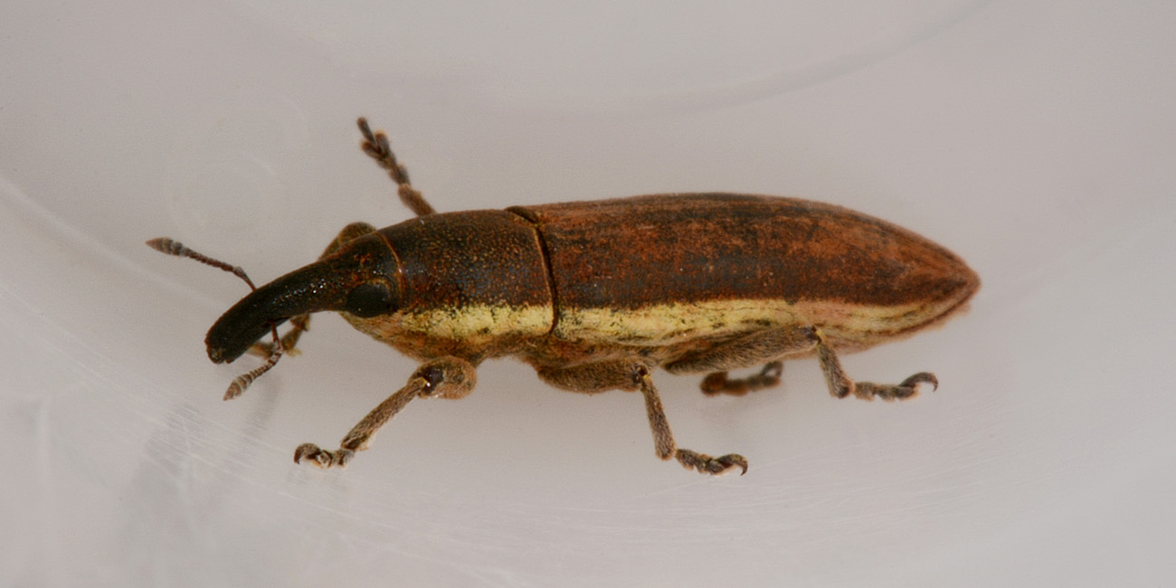 Curculionidae: Lixus juncii, femmina